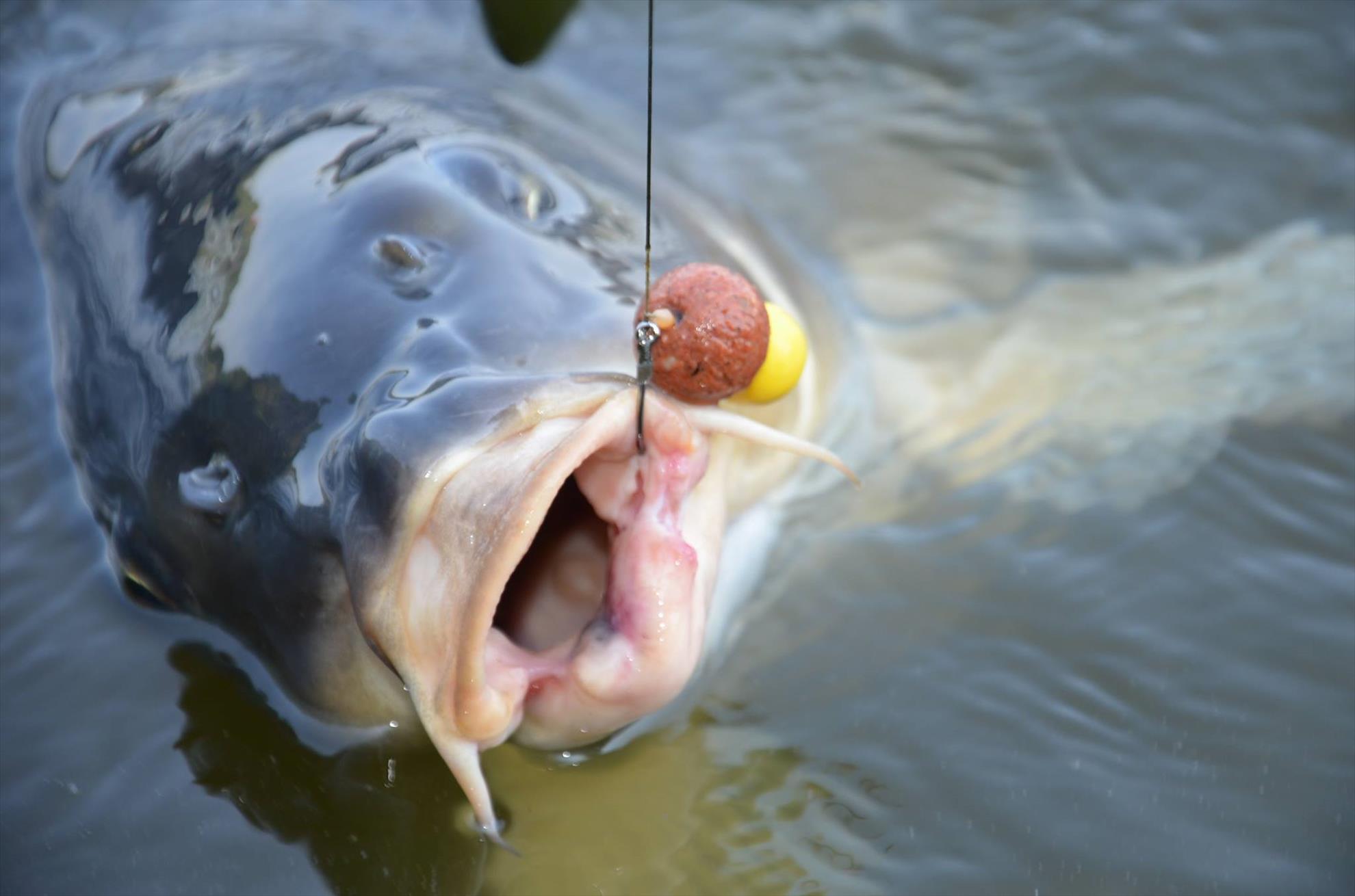 Cum se face forfacul SNOW MAN?